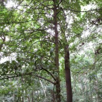 Garcinia cambogioides (Murray) Headland